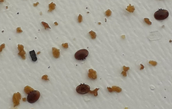 varroas morts sur lange des ruches après le traitement au dégouttement d'acide oxalique à Noël, au solstice d'hiver