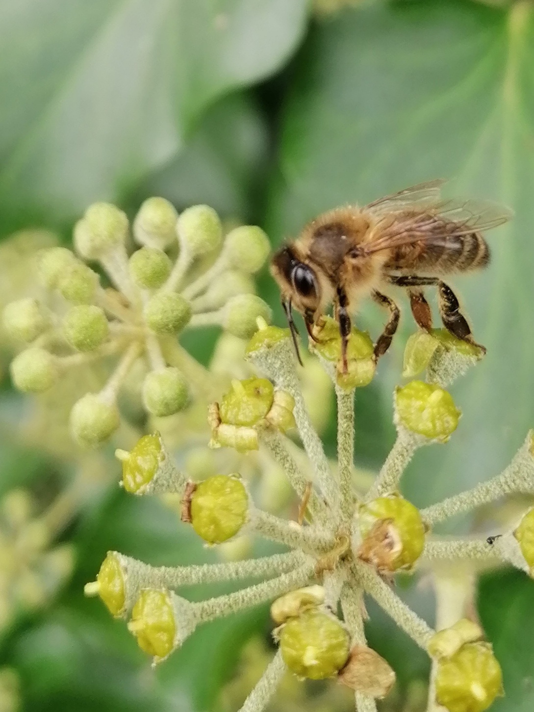 Le lierre, récolte de nectar et pollen ; L'Abeille Noire
