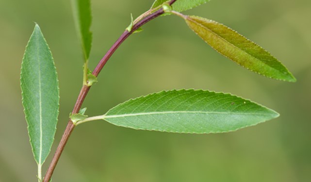 Feuillage du saule à trois étamines, Salix triandra