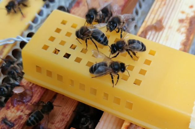 Septembre : Il est encore temps d'introduire une nouvelle reine dans une colonie affaiblie ; L'Abeille Noire