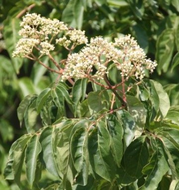 Floraison d'arbre à Miel sur Liège