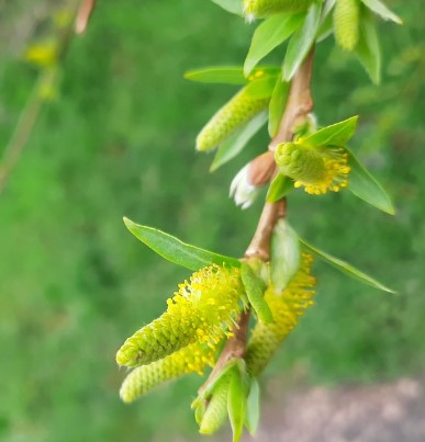 Magnifiques chatons de pollen pour les abeilles