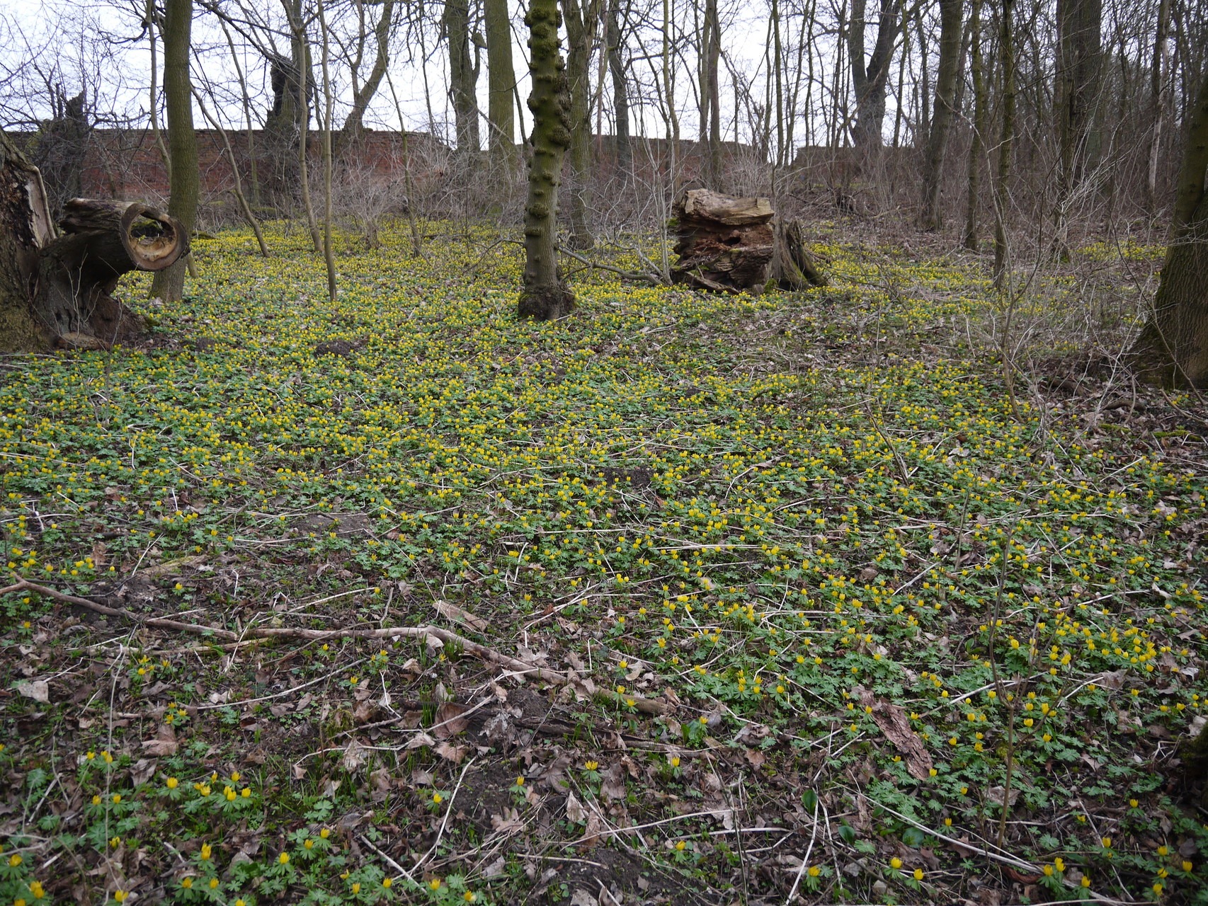 Winterlinge im Park Groß Bartensleben; Foto: Michael Wetzel