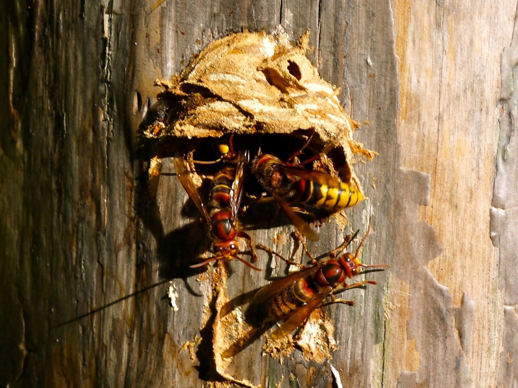 Hornissen vor dem Einflugloch; Foto: Michael Wetzel