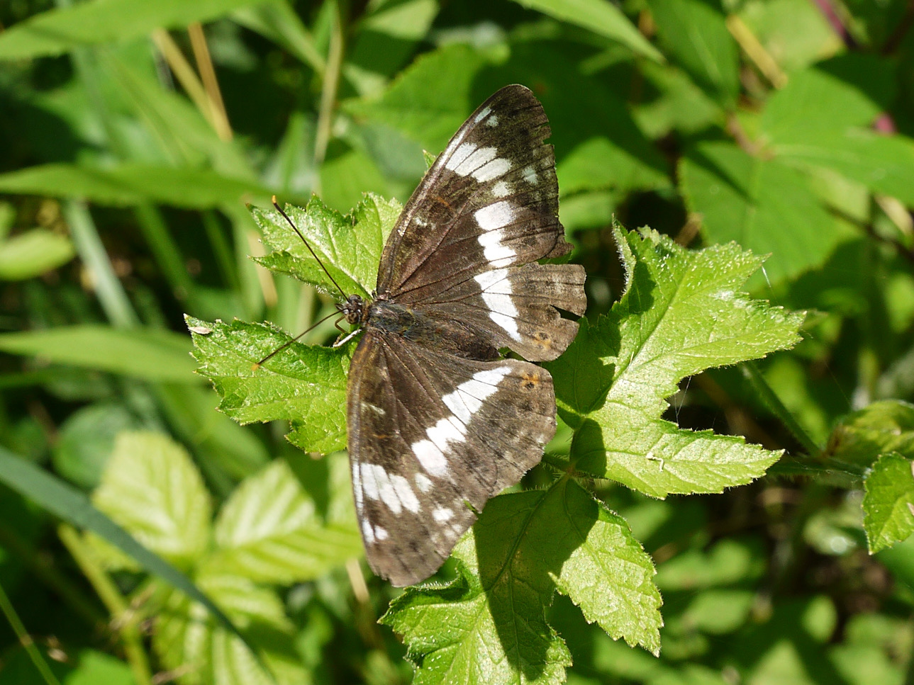 Großer Schillerfalter; Foto: Michael Wetzel