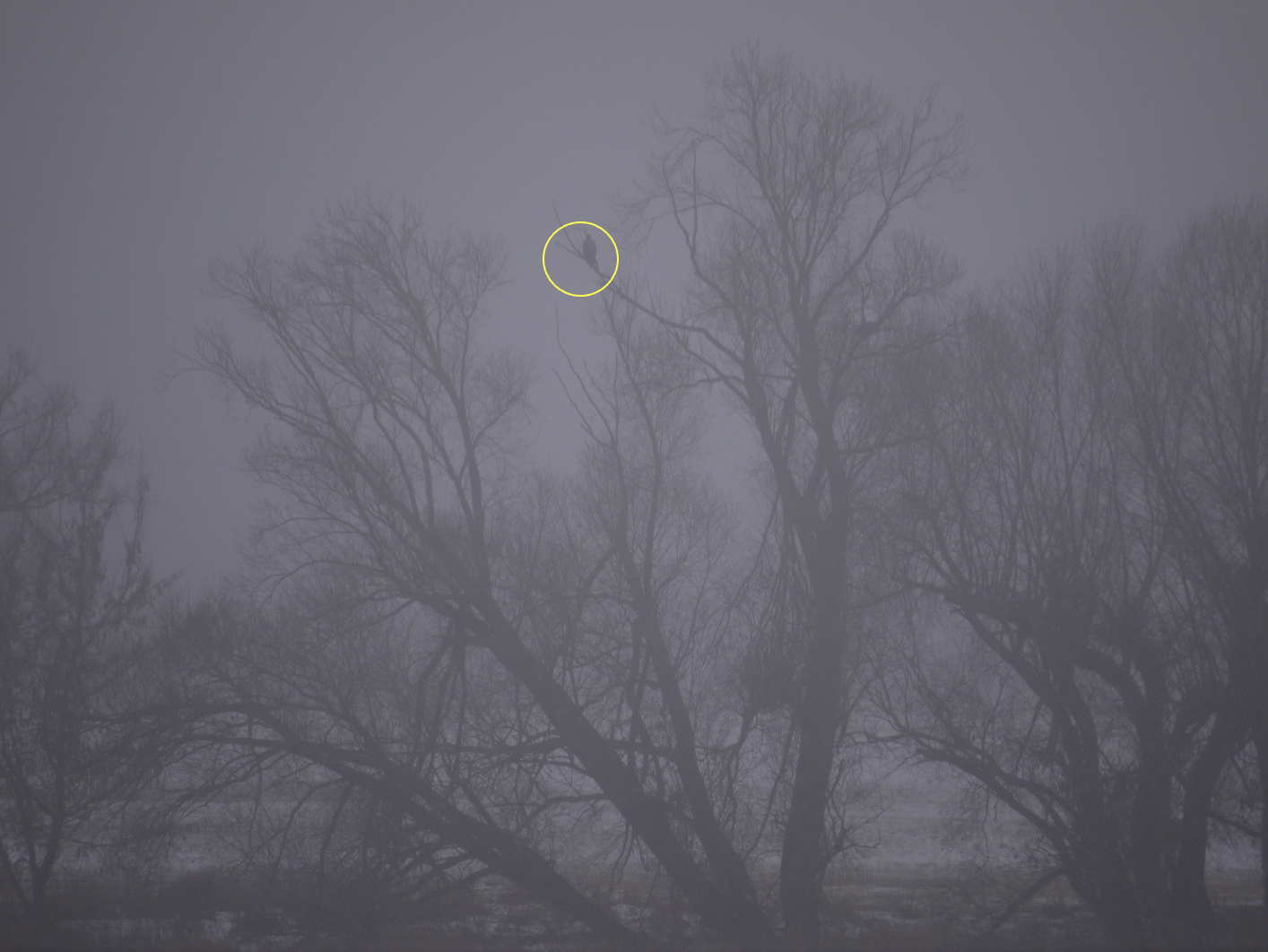 Seeadler im Nebel; Foto: Michael Wetzel