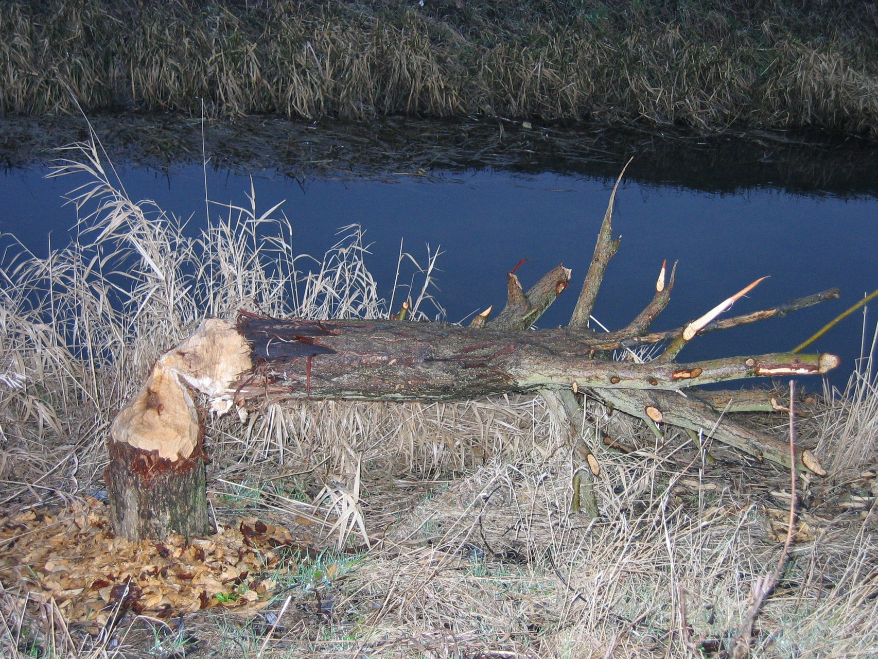 Biberschnitt an der Großen Sülze bei Barleben; Foto: Michael Wetzel