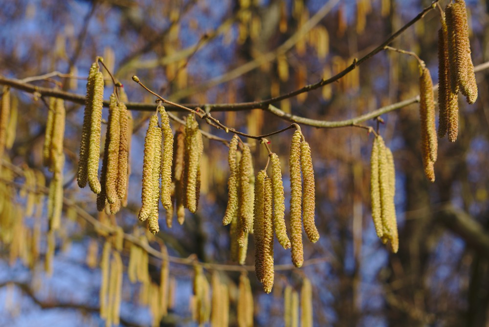 Haselblüten: gelbe hängende männliche Kätzchen und weibliche rote Narbenbüschel; Foto: Christa Schwarzenau-Szydlowski
