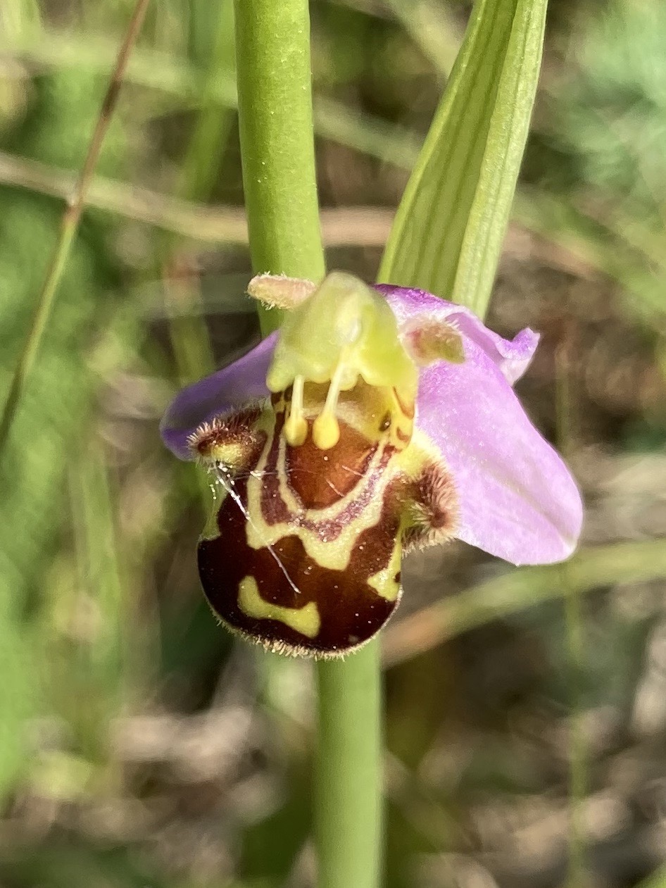 Bienenragwurz (Oa 04), Einzelblüte; Foto: Michael Wetzel