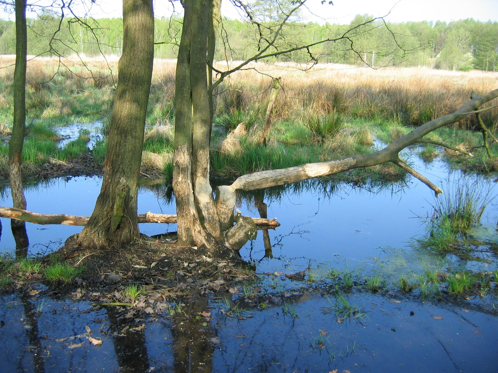 Nasswiese im Mahlpfuhler Fenn; Foto: Michael Wetzel