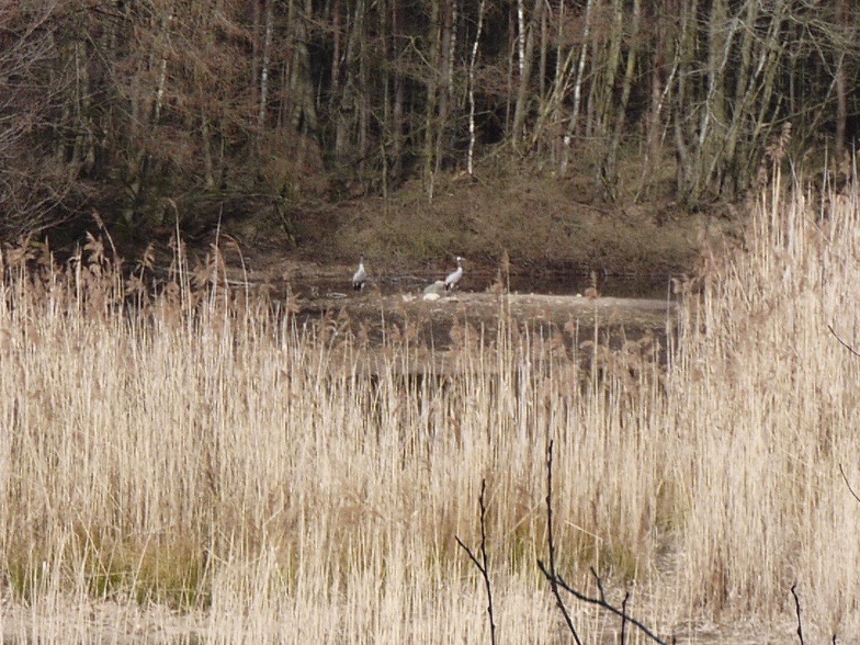 Verschilfter Flachwasserbereich, im Hintergrund Kraniche; Foto: Michael Wetzel