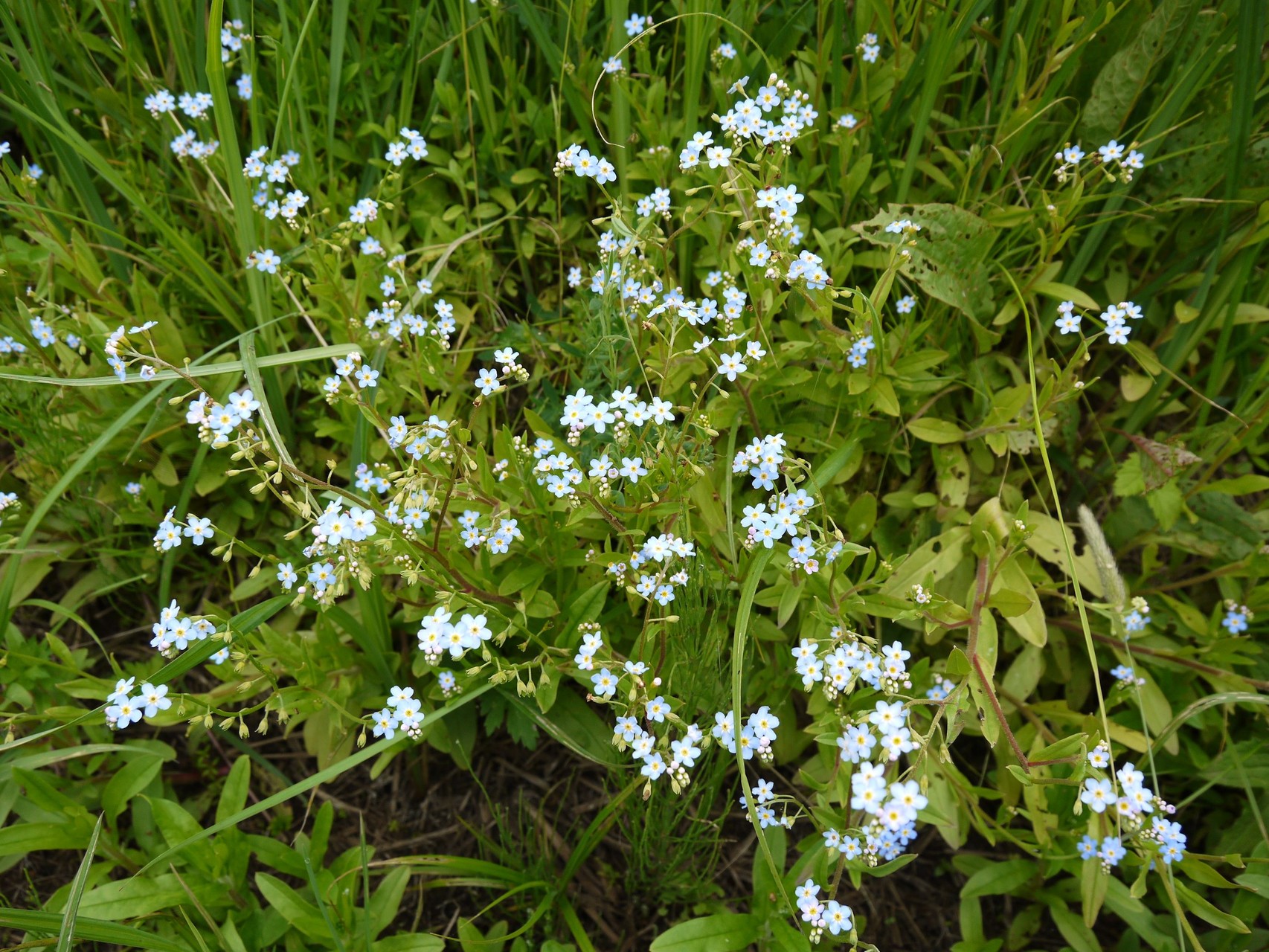 Sumpfvergissmeinnicht in der Rinne bei Lindhorst; Foto: Michael Wetzel