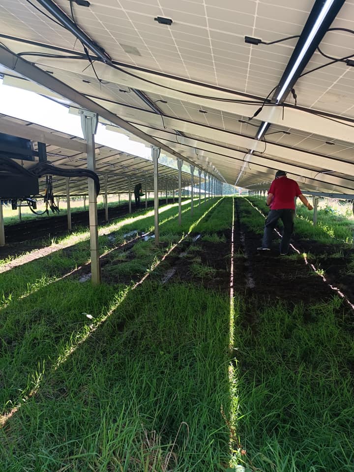 Unter den Modulen wurde eine besondere Grassorte ausgebracht, die auch im Schatten gedeiht.