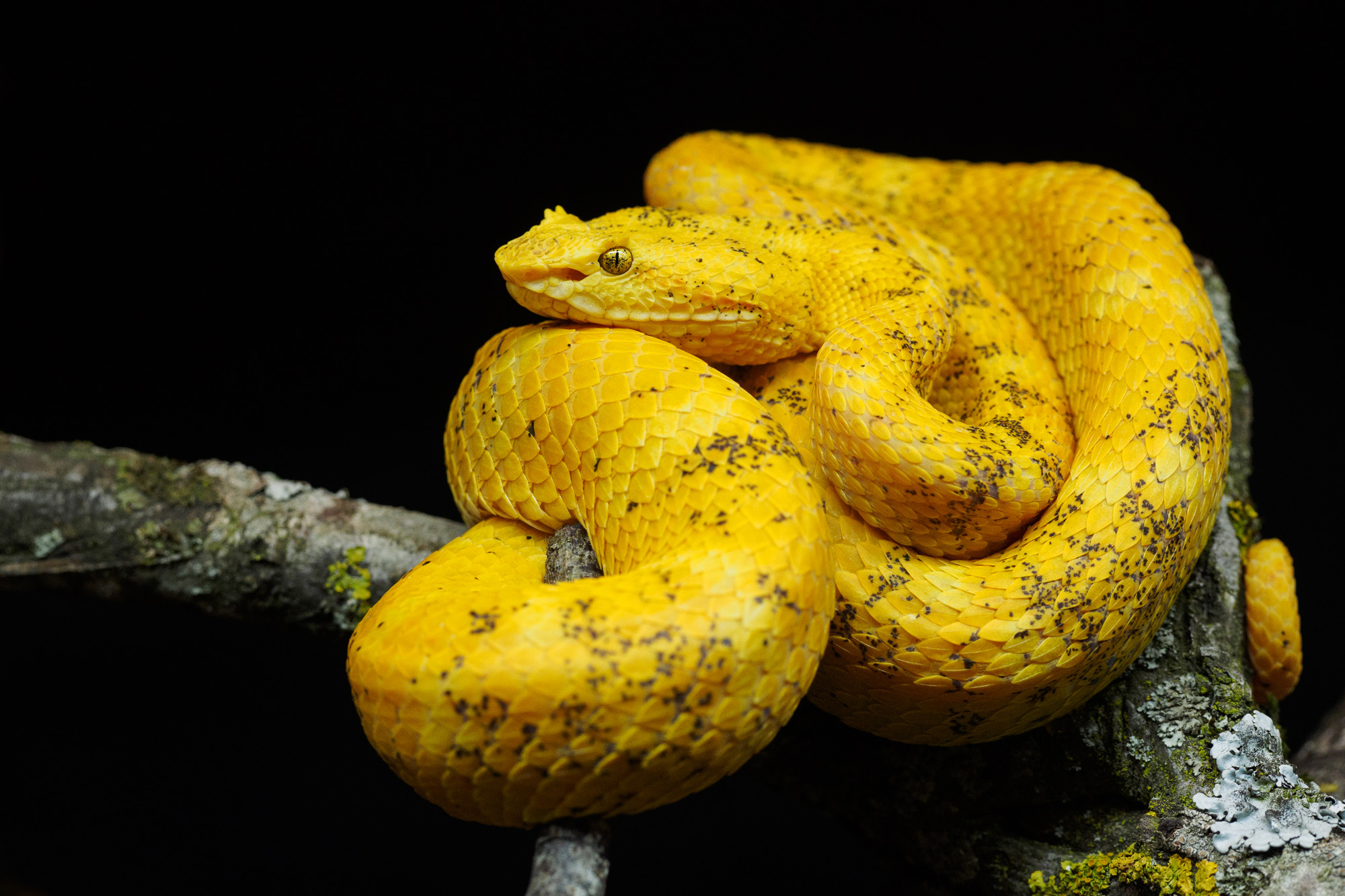 Bothriechis schlegelii, Eyelash viper, Greifschwanz-Lanzenotter (adult female)