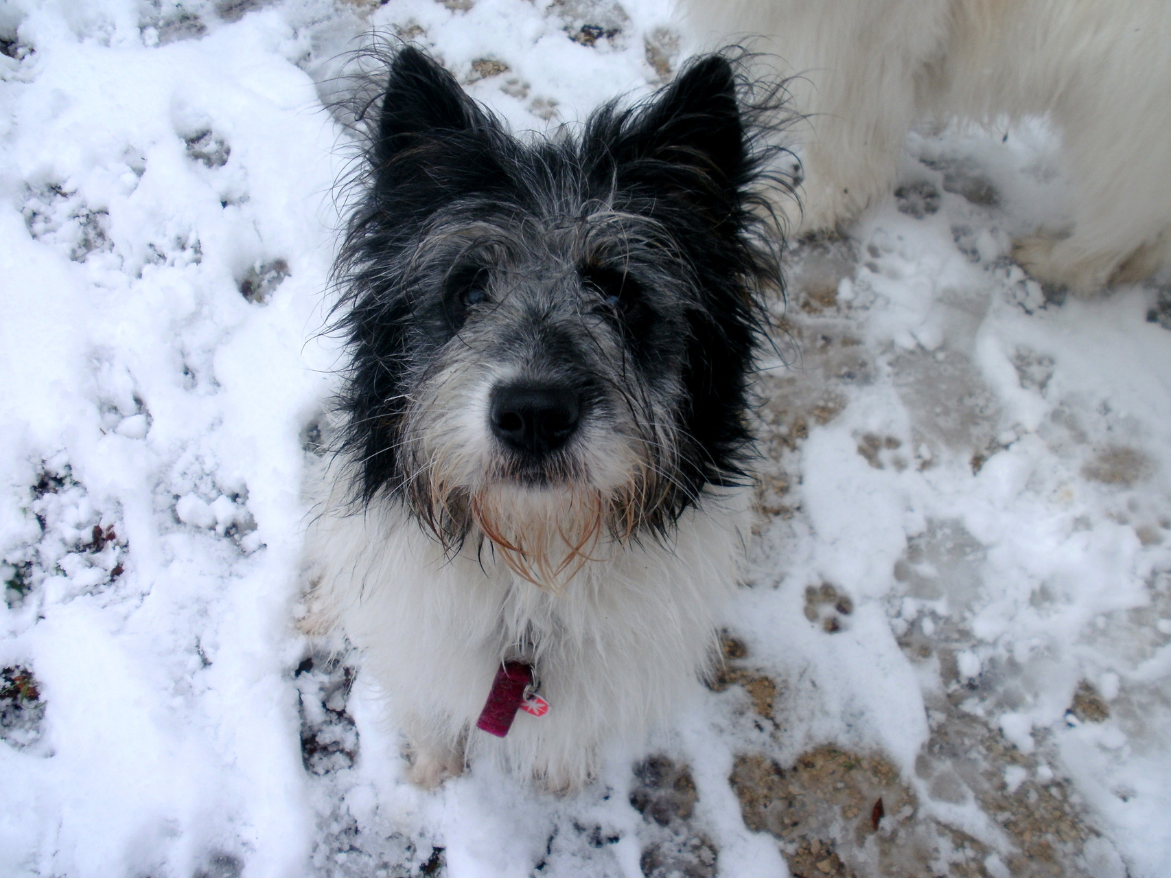 der erste Schnee