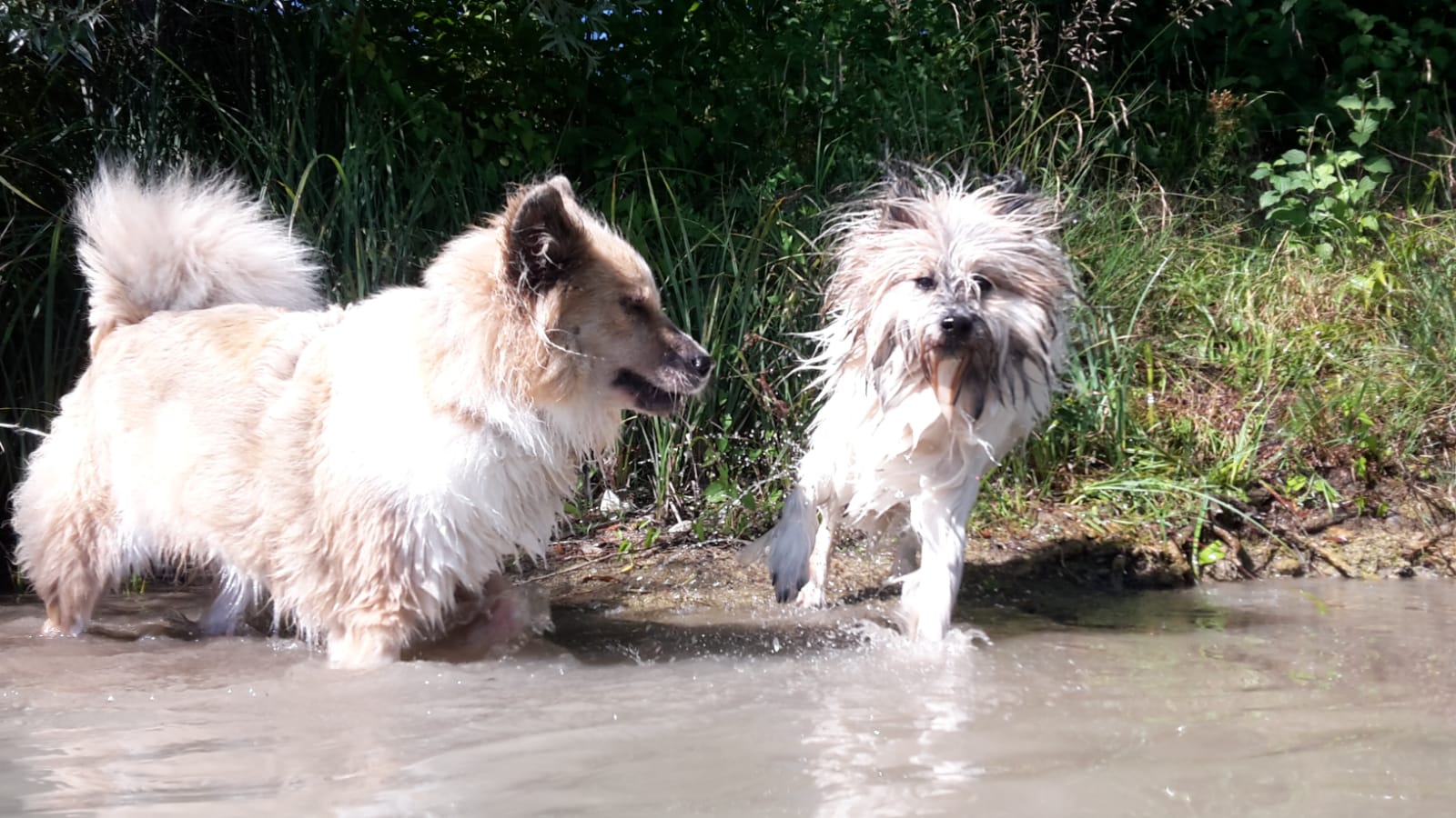 Ruby liebt das Wasser