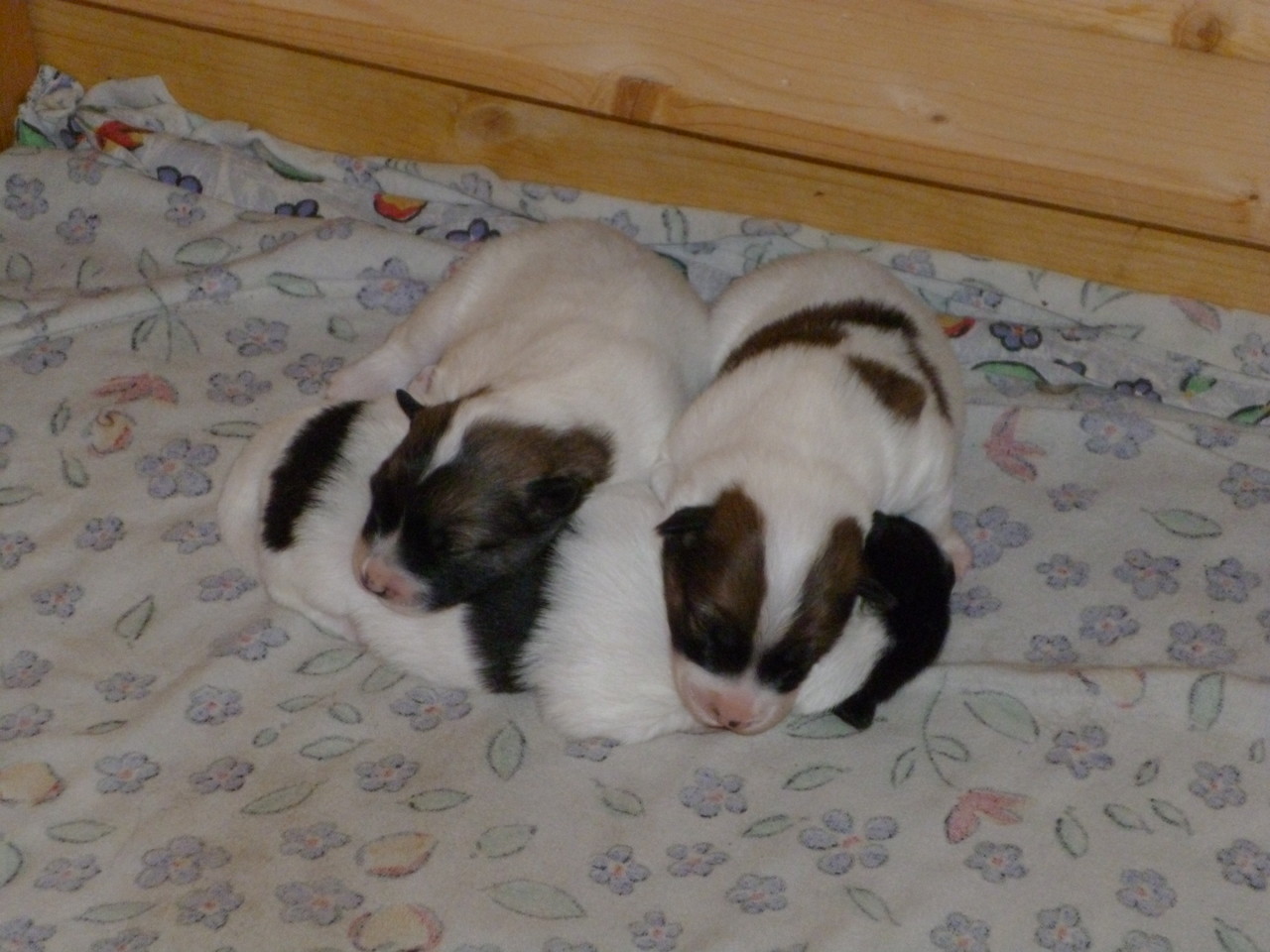 Barney und Baileys benützen ihre Schwester als Kopfkissen