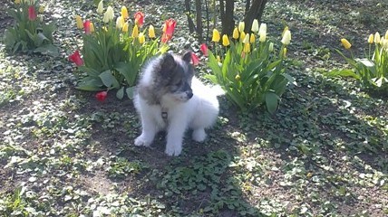 Molly liebt Blumen und hat