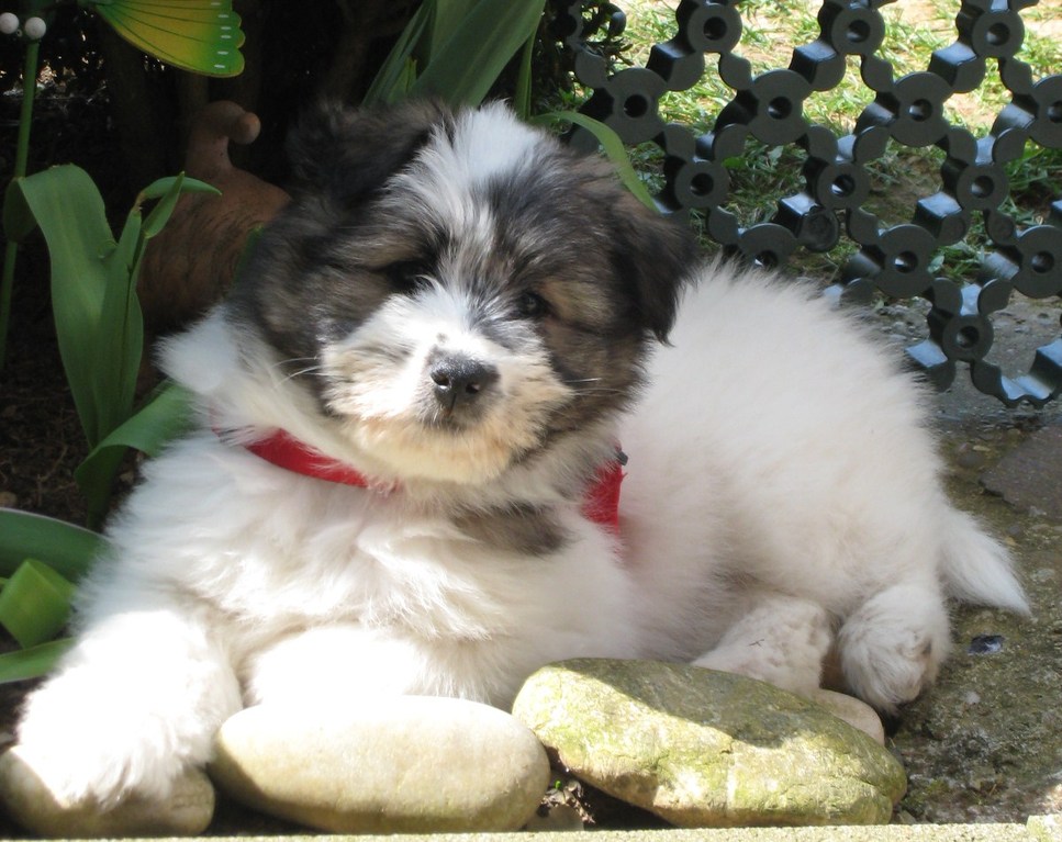 ein knuffiges Bärchen