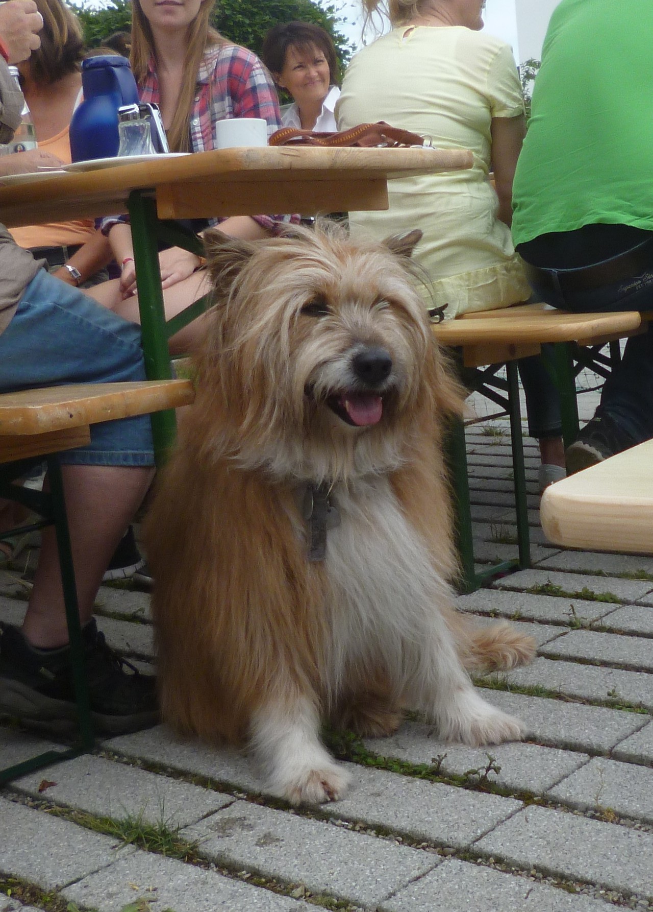 Benny; Hundekumpel von Aryna / Bijou