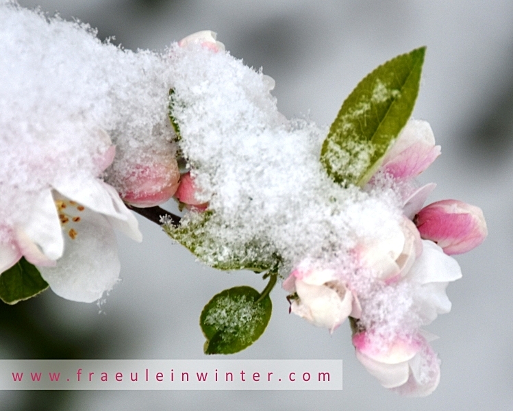 Apfelblüte im Schnee
