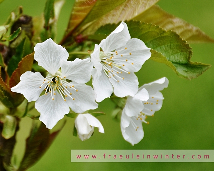 Kirschblüte | Cherry blossom