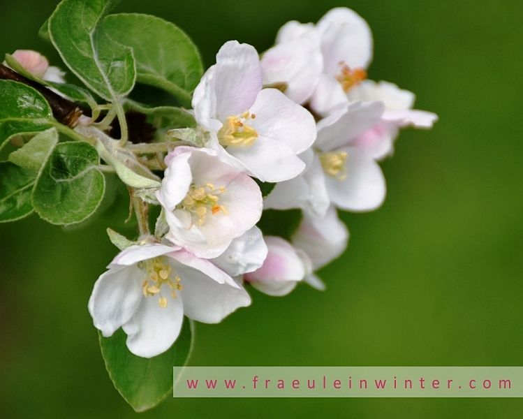Apfelblüte | Apple blossom