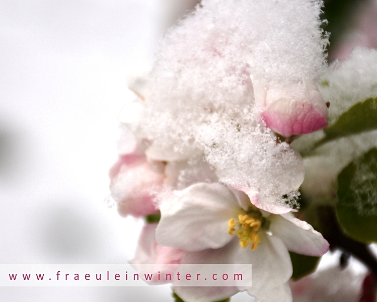 Apfelblüte im Schnee