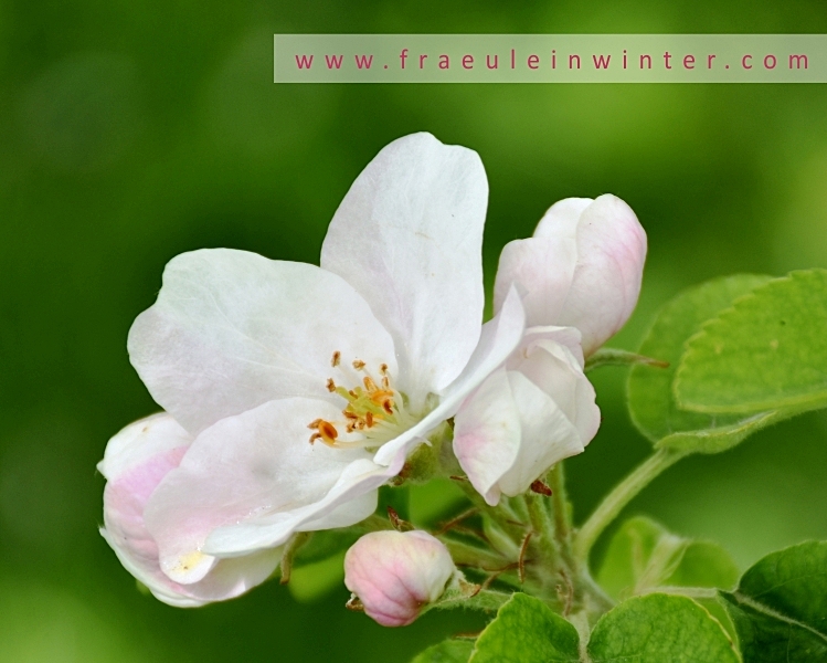Apfelbaumblüte | Apple blossom