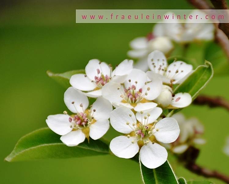 Birnbaumblüte | Pear Blossom