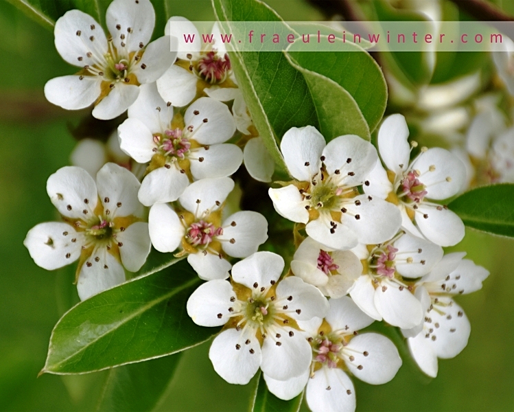 Birnenblüte | Pear Blossom