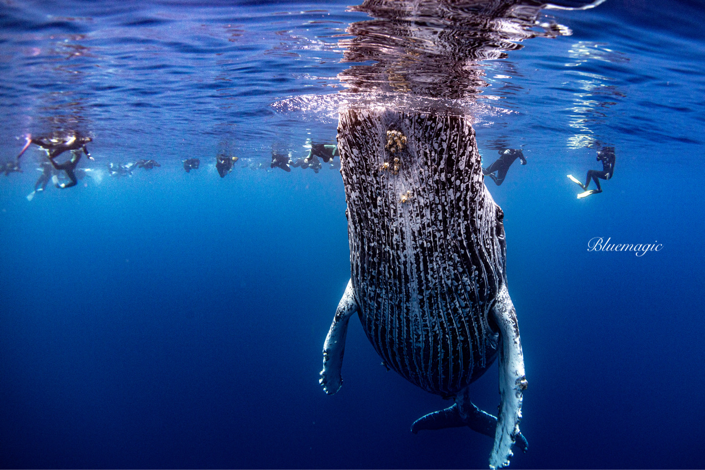 ホエールスイム沖縄 Whale Swim Okinawa Naha ホエールウォッチング