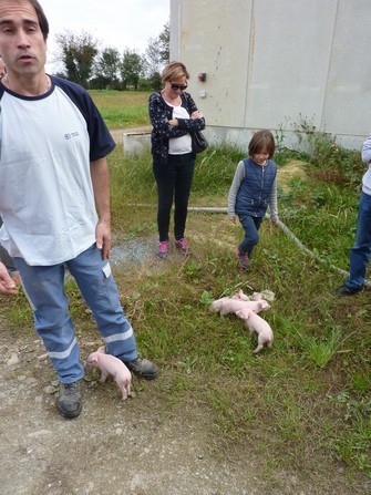 A la ferme Bergeras , ce sont les tout jeunes porcelets qui ont attendri les enfants.