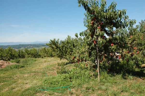 Les vergers de pêches Roussanne de Monein partagent le même terroir que le vin moelleux de Jurançon