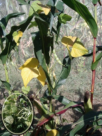 Comme au Mexique pays d'origine des 2 plantes , le maïs sert de support aux haricots.