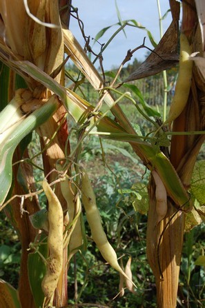 la récolte peut intervenir en frais dès que les gousses deviennent jaunes. Les haricots maïs sont ainsi plus succulents que secss