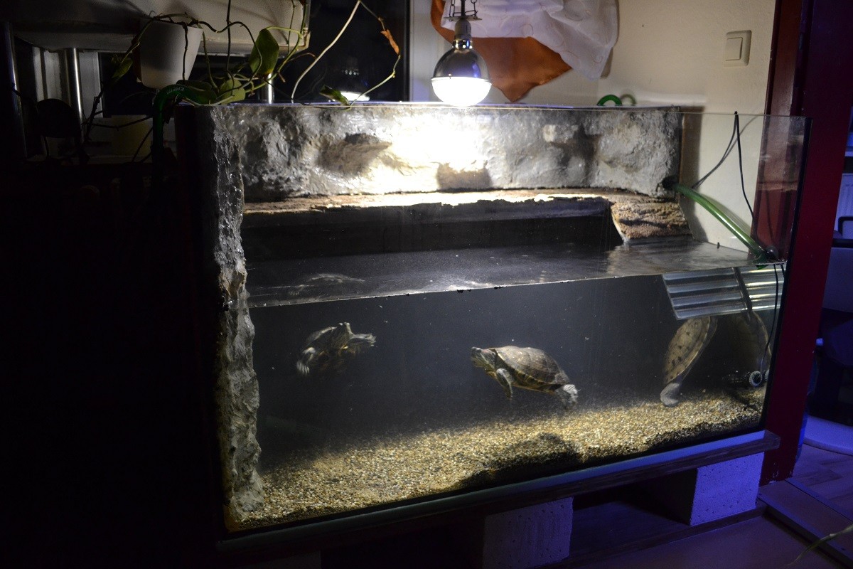 Haltung von Wasserschildkröten - Schildkrötenhilfe Oberfranken