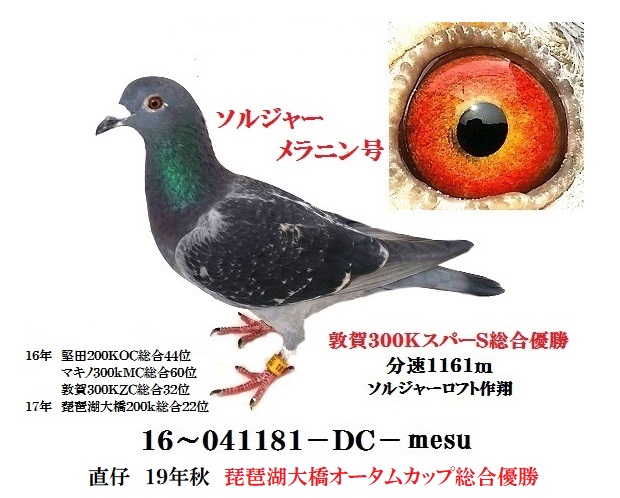 日鳩移転からの総合優勝鳩 soldierloft ページ
