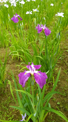 水元公園　初夏