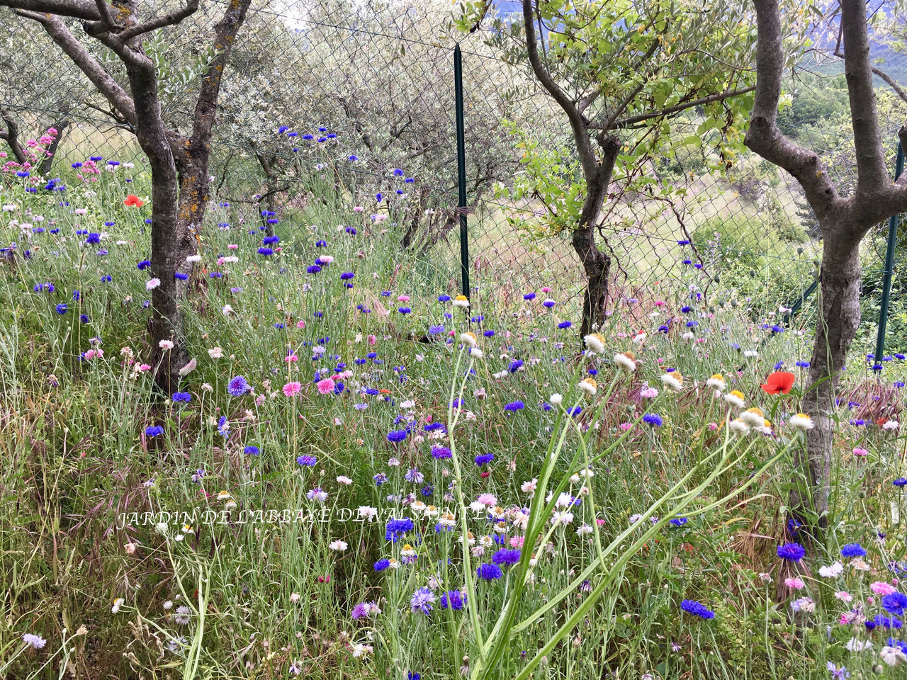 juin 2017 VAE Luberon