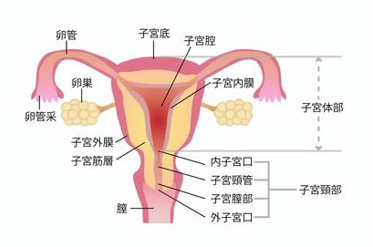 子宮頸管
