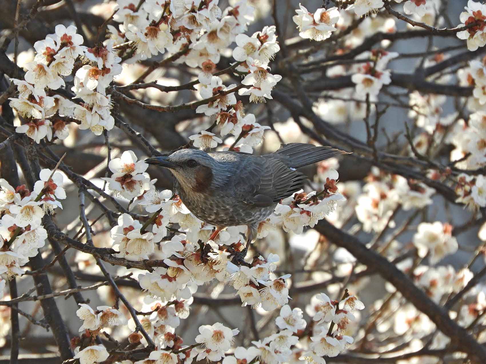 ご入会・ご寄付 日本野鳥の会東京