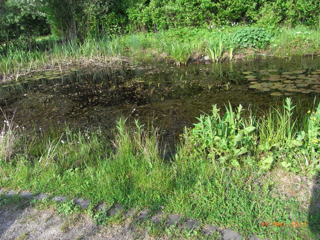 Naturnaher Teich mit flachem Ufer.
