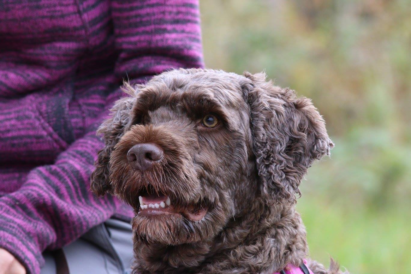 Online Beratung nicht nur hund