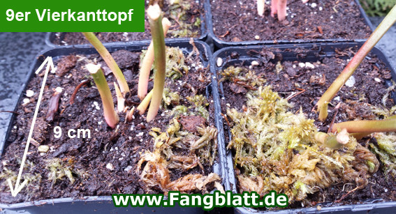 Pflanztopf, Vierkanttopf, Sarracenia, Fleischfressende Pflanzen