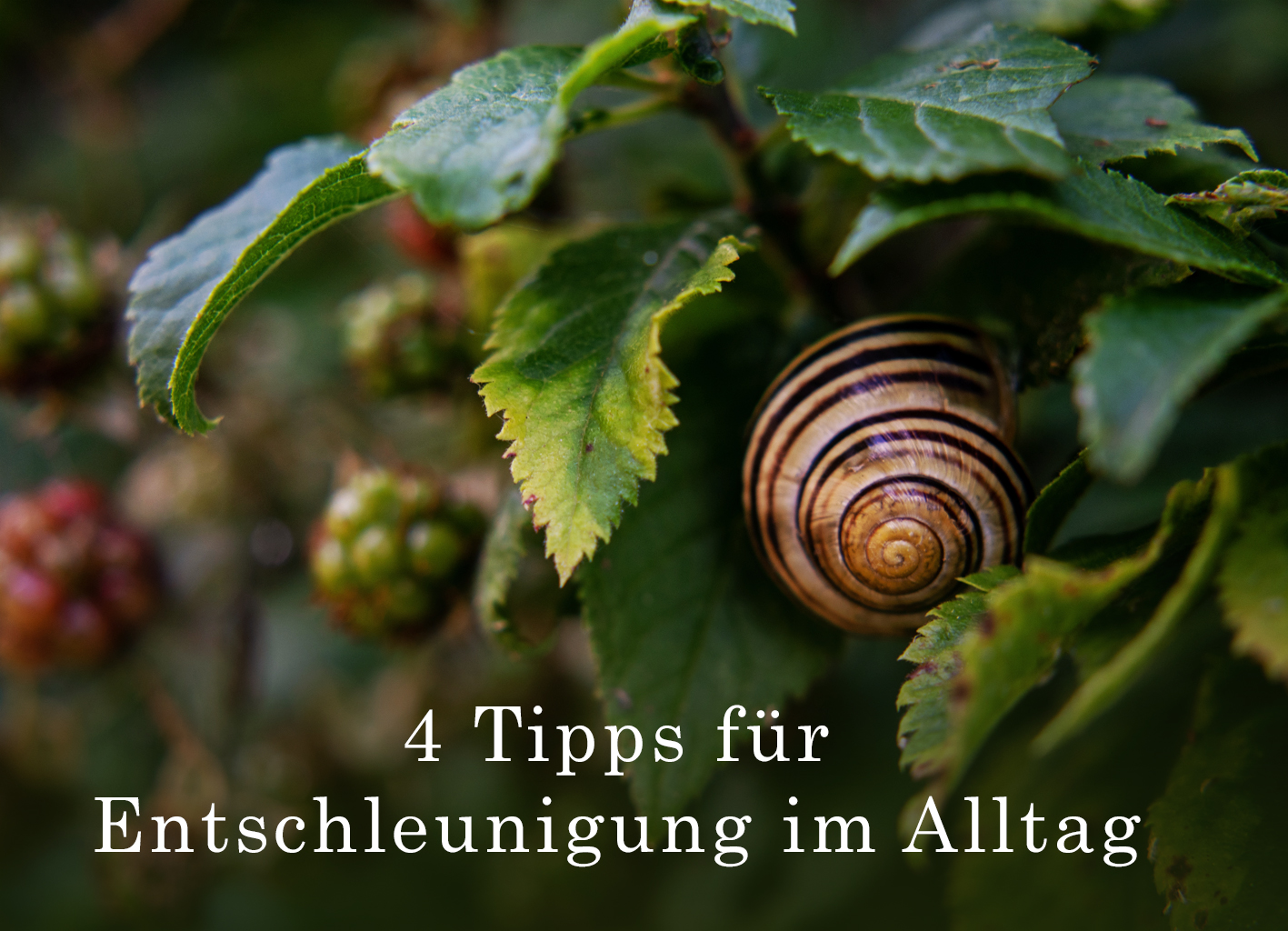 Gefangen im Hamsterrad: 4 Tipps zum Entschleunigen deines Alltags