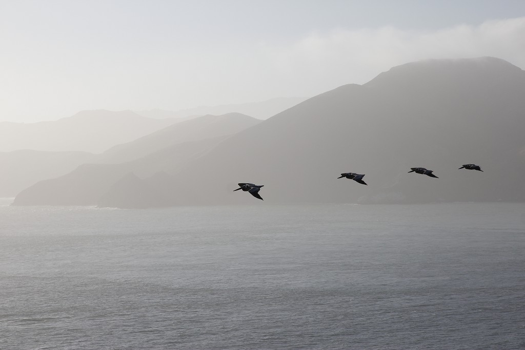 San Francisco Mit Blumen im Haar SquirrelSarah
