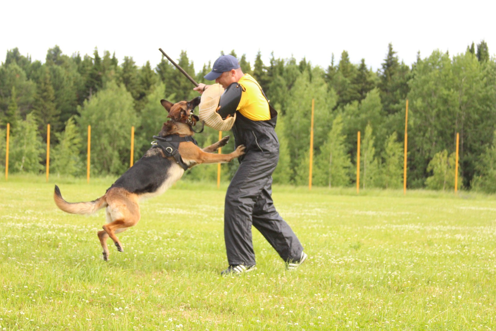 немецкая овчарка зкс. дрессировка собак защите. дрессировка собак защите. дрессировка собак защите. дрессировка зкс.