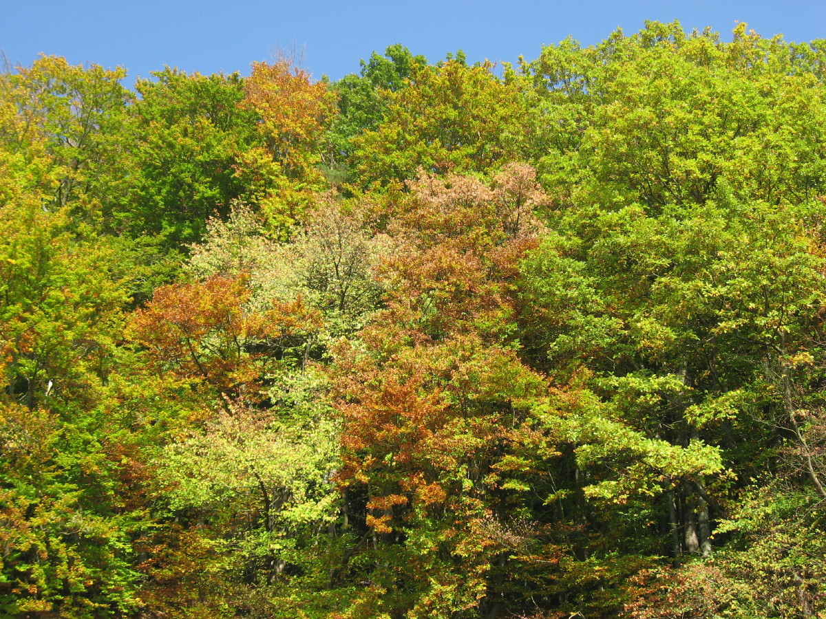 Wald über der Grotte