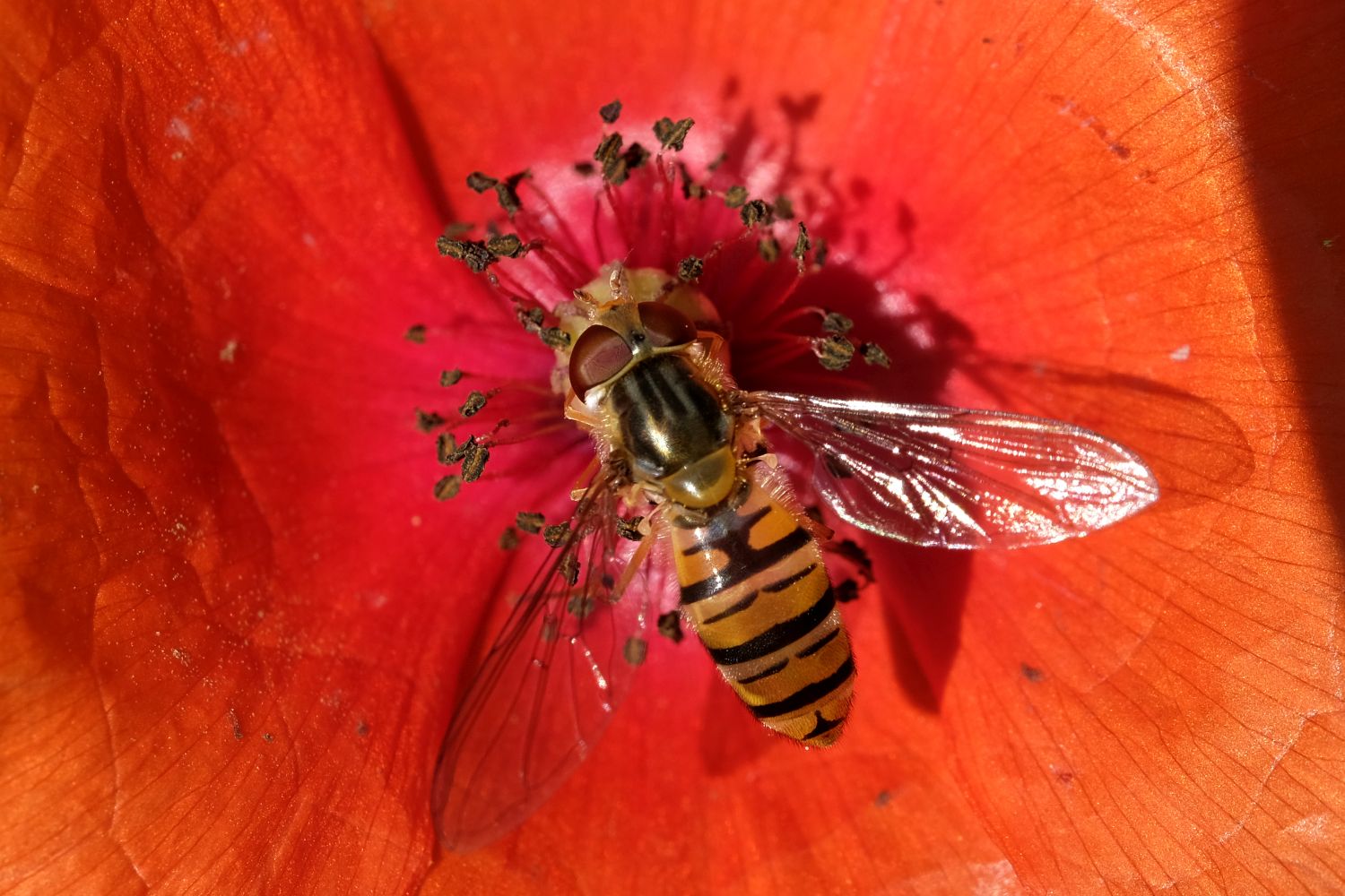 Hainschwebfliege (Foto: Dr. E. Pfeuffer LBV-Bildarchiv)